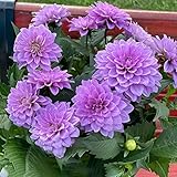 Dalias tubérculos resistentes al invierno plantas perennes resistentes al invierno plantas de balcón plantas exóticas raras para plantas soleadas oficina jardín regalo dalia bulbos flores -4