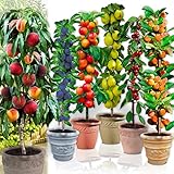 Árboles frutales en columna - Lote de 6 árboles (cerezos,manzanos,perales, albaricoqueros, melocotón, Ciruela) - 80cm de altura - Ideal para balcones, terrazas, pequeños jardines