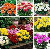 Colección de tubérculos de dalias enanas, 5 variedades de tubérculos de dalias mezclados de Holanda, verdaderas plantas de dalias grandes con flores para jardín y macetas