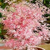 Acer palmatum Taylor - Arce japonés - Árbol grande listo para jardín exterior en maceta