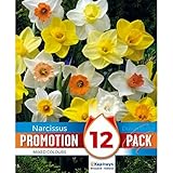 Verdecora Bulbo flor Narciso Mix natural | Bulbo de Otoño | 12 unidades (PORTES INCLUIDOS)