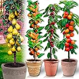 Árboles frutales en columna - Lote de 4 árboles (cerezos,manzanos,perales, albaricoqueros) - 80cm de altura - Ideal para balcones, terrazas, pequeños jardines