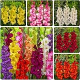 Colección de bulbos de gladiolos, 50 piezas, mezcla de bulbos florales para jardín y macetas, variedad de 7 colores y tipos, flores y plantas de Holanda