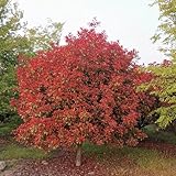 30 piezas Semillas de Photinia Red Robin Comprar árboles, bonsais de interior bonsais Semillas de níspero plantas decorativas, plantas perennes resistentes Plantas plantas de jardín