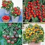 Kit de Semillas de Tomate Multi Pack - 4 Variedades Reliquia para el Cultivo en Casa de Tomates de Patio/Terraza