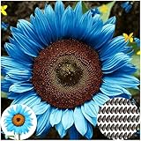50 Semillas de Girasol Azul Brillante - Alta Germinación - No OGM - Plantas Productivas para Jardín, Maceta o Regalo (Azul)