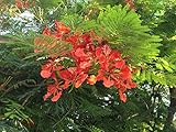Semillas Delonix regia Delonix Flamboyant Llama árbol Flores rojas en el sur