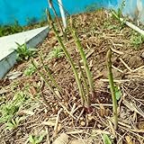 300 piezas semillas de espárragos trigueros - Semillas de hortalizas orgánicas, cama de balcón. Comprar plantas de espárragos semillas de jardín, cocina de cama de hierbas Balcón de
