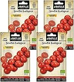 Semillas de tomate ecológico colgar domingo Semillas Batlle PACK (4)