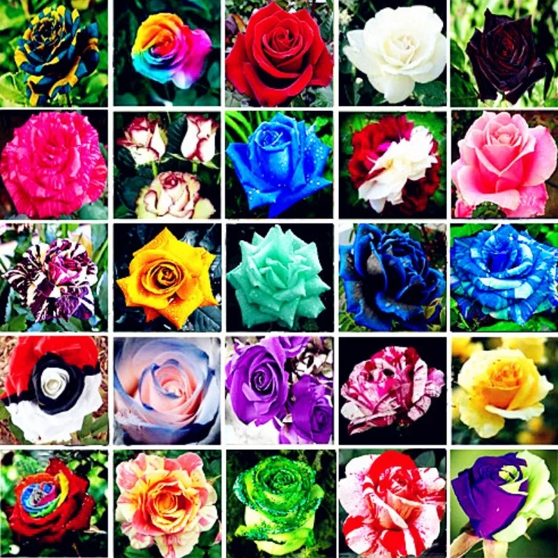 Semillas de rosas perennes hermosas para el hogar, semillas de flores de jardín, mezcla de 25 tipos, 1 bolsa