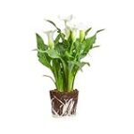 Guía de compra: Cala blanca planta para tu huerta - Análisis y comparativa de los mejores productos