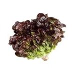 Guía completa: Cuándo recolectar lechuga hoja de roble para obtener los mejores resultados en tu huerta Guía completa: Cuándo recolectar lechuga hoja de roble para obtener los mejores resultados en tu huerta