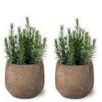 Guía de compra: Las mejores macetas para cultivar romero en tu huerta Guía de compra: Las mejores macetas para cultivar romero en tu huerta