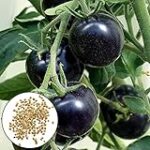Análisis de los mejores productos para prevenir y combatir la mancha negra en tomates de tu huerta Análisis de los mejores productos para prevenir y combatir la mancha negra en tomates de tu huerta