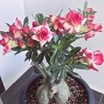 Análisis y comparativa de las mejores tiendas online para comprar plantas para tu huerta Análisis y comparativa de las mejores tiendas online para comprar plantas para tu huerta