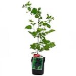 Análisis de los mejores productos para cultivar plantas de moras en tu huerta