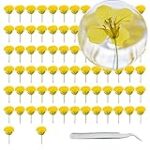 Análisis y comparativa de las mejores semillas de coliflor amarilla para tu huerta Análisis y comparativa de las mejores semillas de coliflor amarilla para tu huerta