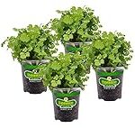 Análisis y comparativa de los mejores productos para cultivar tu planta de cilantro en la huerta Análisis y comparativa de los mejores productos para cultivar tu planta de cilantro en la huerta