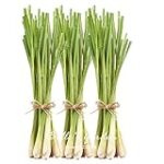 Té de hierba limón: ¿Cuál es el mejor para tu huerta? Análisis y comparativa de los productos más efectivos Té de hierba limón: ¿Cuál es el mejor para tu huerta? Análisis y comparativa de los productos más efectivos