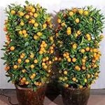 Análisis y comparativa de las mejores semillas de naranja para tu huerta: ¡Descubre cuáles son las ideales para cultivar en casa!