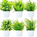 Análisis de las mejores plantas que florecen en septiembre y octubre para tu huerta