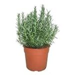 Guía de compra: Las mejores macetas para cultivar romero en tu huerta Guía de compra: Las mejores macetas para cultivar romero en tu huerta