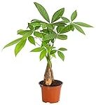 Análisis de los mejores productos para cultivar planta parchita en tu huerta: Guía completa Análisis de los mejores productos para cultivar planta parchita en tu huerta: Guía completa