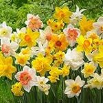 Guía de compra de bulbos de narcisos: descubre los mejores productos para adornar tu huerta Guía de compra de bulbos de narcisos: descubre los mejores productos para adornar tu huerta