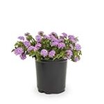 Análisis de las mejores opciones de productos para tu huerta con plantas rastreras con flor: ¡Descubre cuál es la mejor elección para ti! Análisis de las mejores opciones de productos para tu huerta con plantas rastreras con flor: ¡Descubre cuál es la mejor elección para ti!