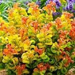 Los mejores arbustos perennes para tu huerta: Análisis y comparativa de productos imprescindibles